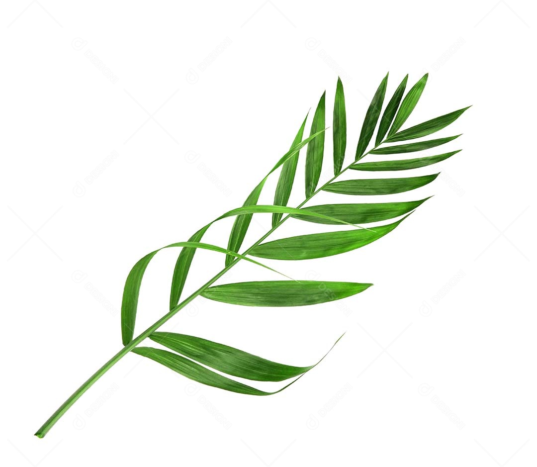 Folha de palmeira verde de natureza tropical isolada em fundo branco