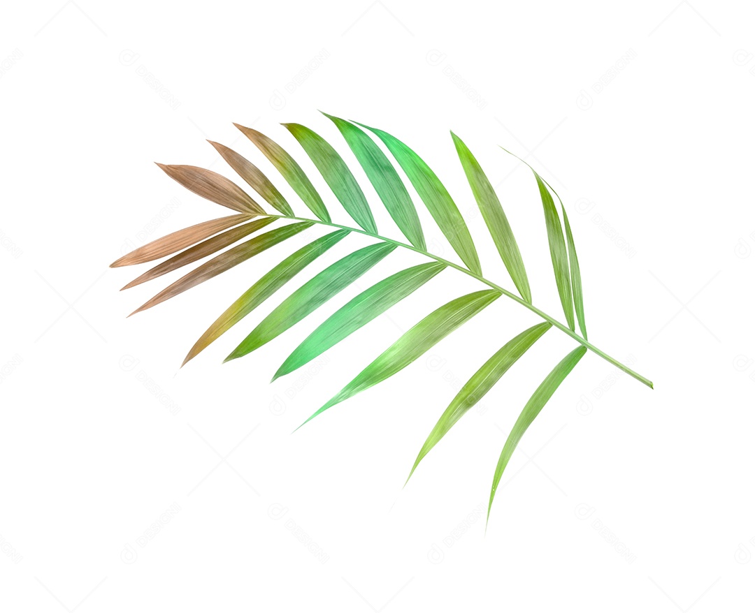 Folha de palmeira verde de natureza tropical isolada em fundo branco