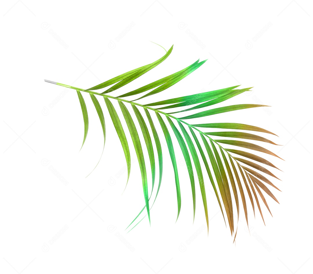 Folha de palmeira verde de natureza tropical isolada em fundo branco