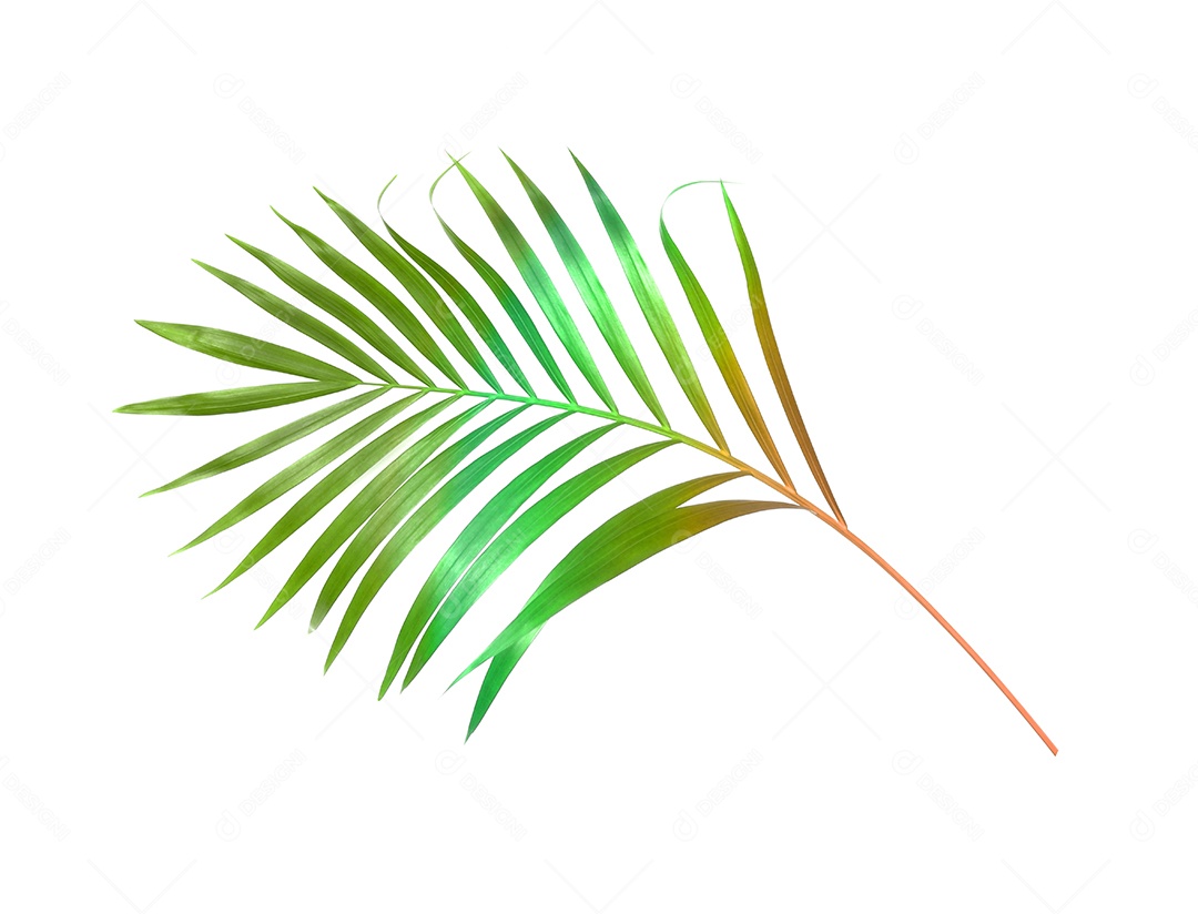 Folha de palmeira verde de natureza tropical isolada em fundo branco padrão com traçado de recorte