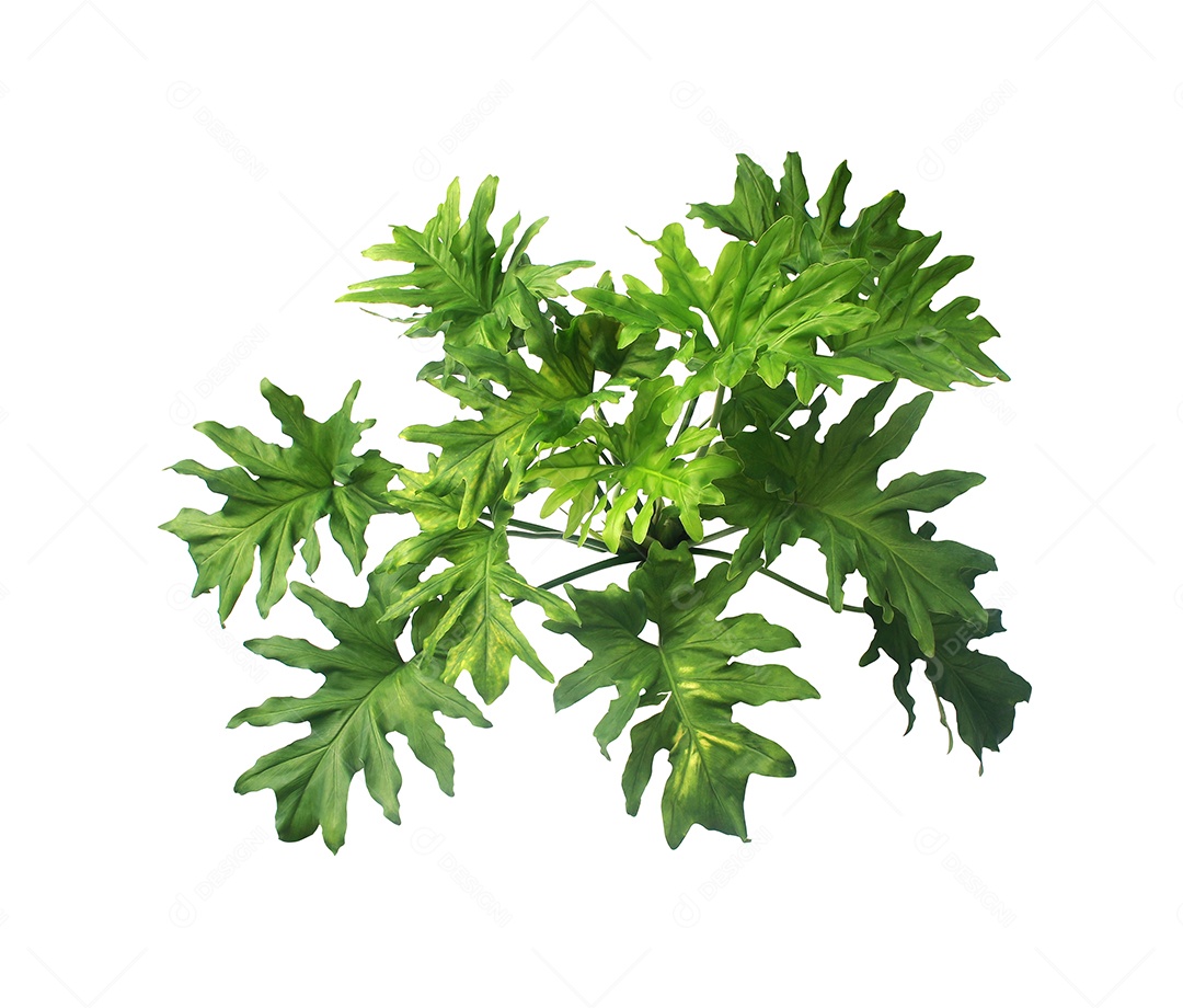 Vista superior arbusto Philodendron selloum planta isolada acima no fundo branco