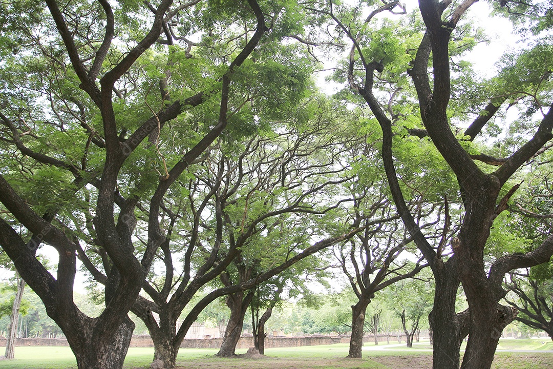 Caminho do jardim no parque de árvores verdes