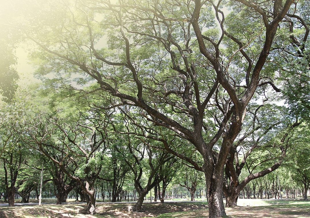 Grande árvore com folhas verdes