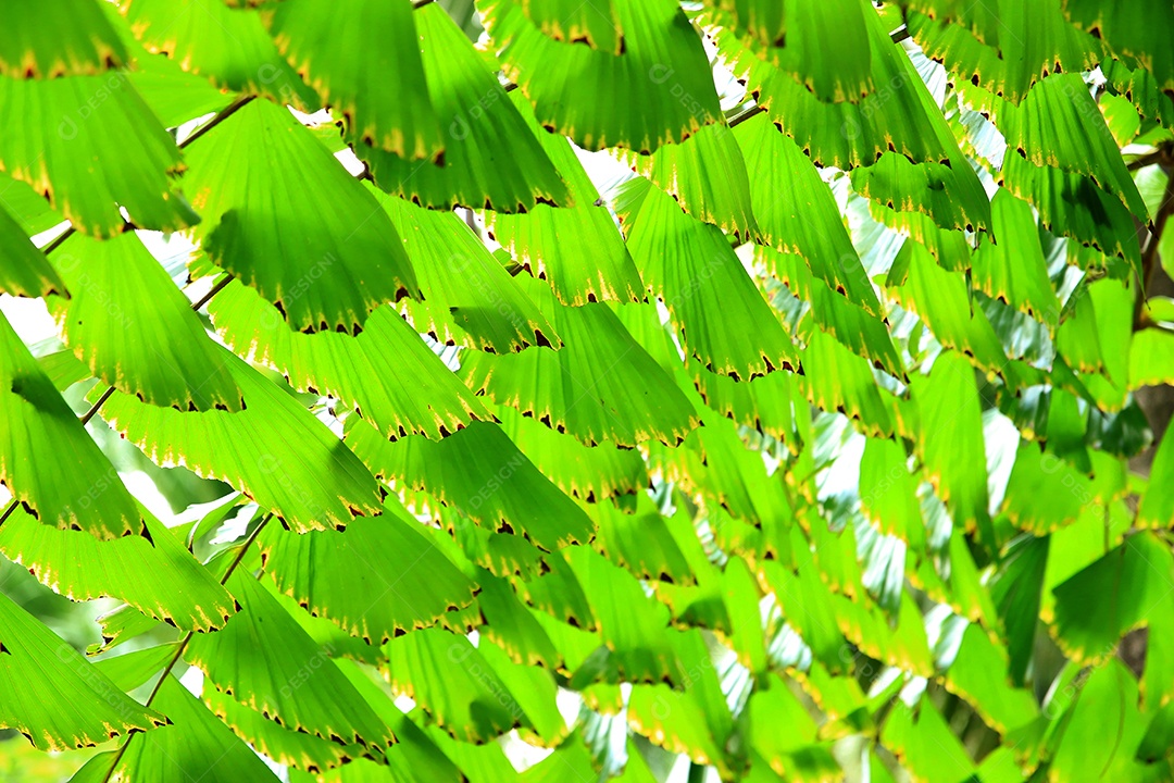 Folhas de palmeira verdes de natureza tropical isoladas em fundo branco