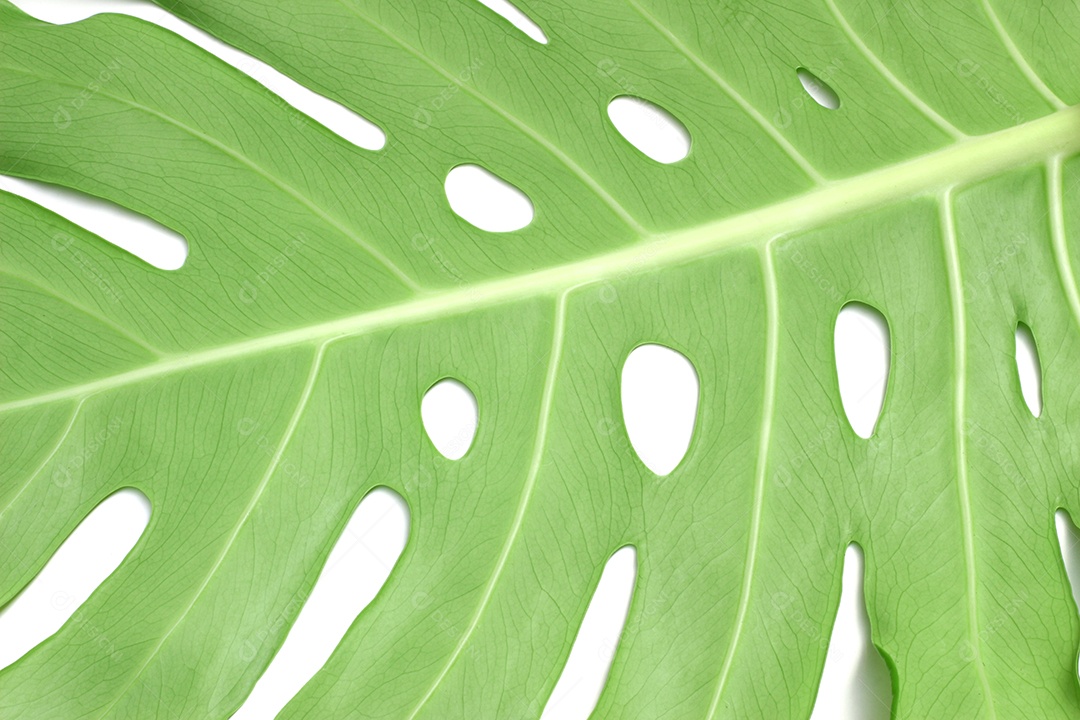 Folha de monstera com gota de água isolada no fundo branco com traçado de recorte