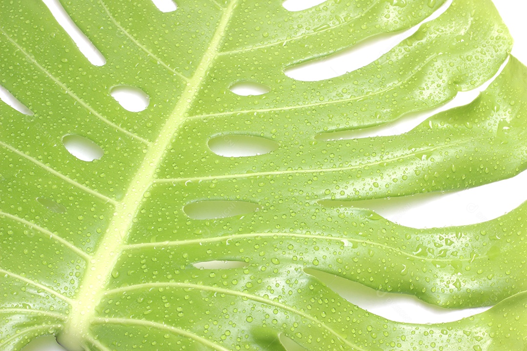 Folha de monstera com gota de água isolada no fundo branco com traçado de recorte