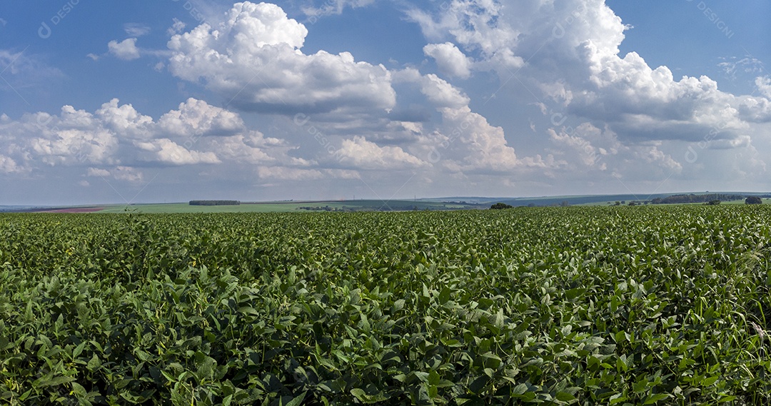 Paisagem plantações plantio agropecuária