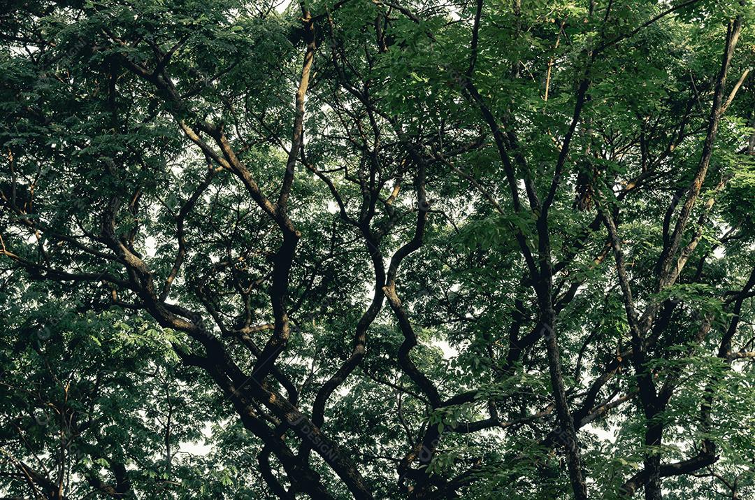 Tiro de alto ângulo de uma grande árvore verde no fundo.