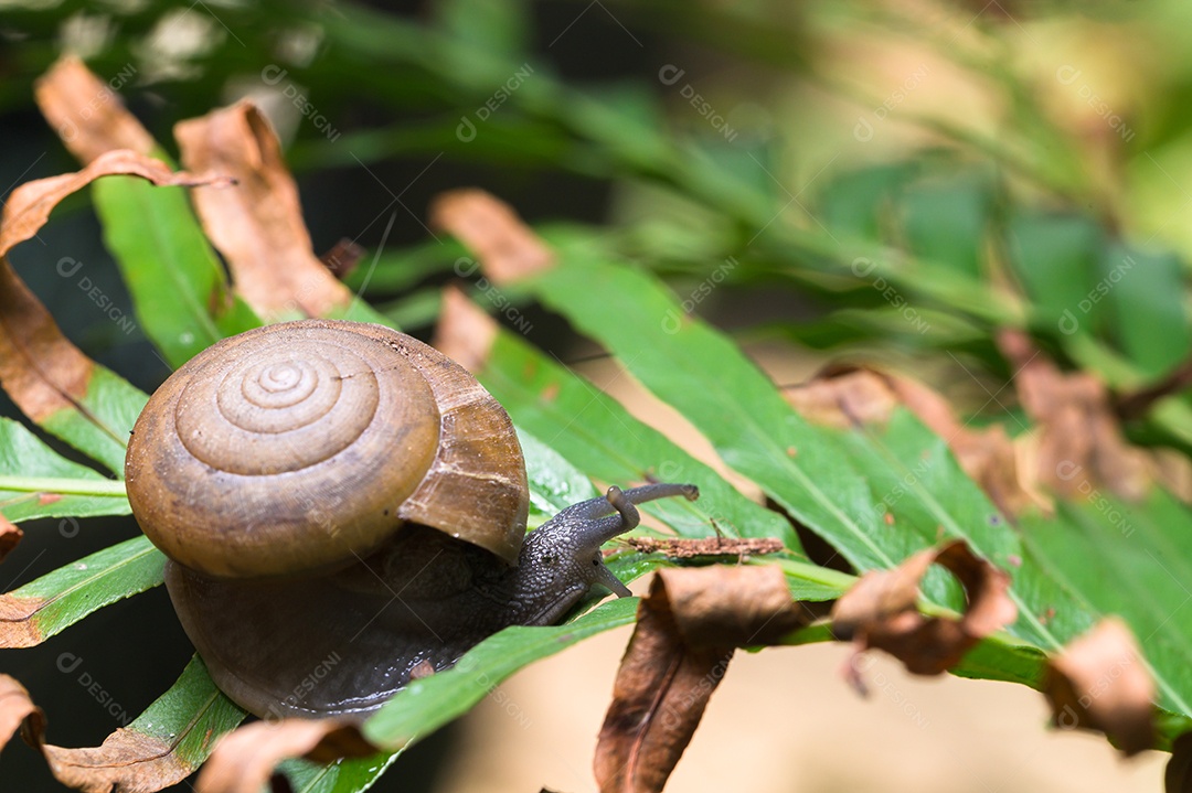 Macro de caracol em uma árvore na natureza