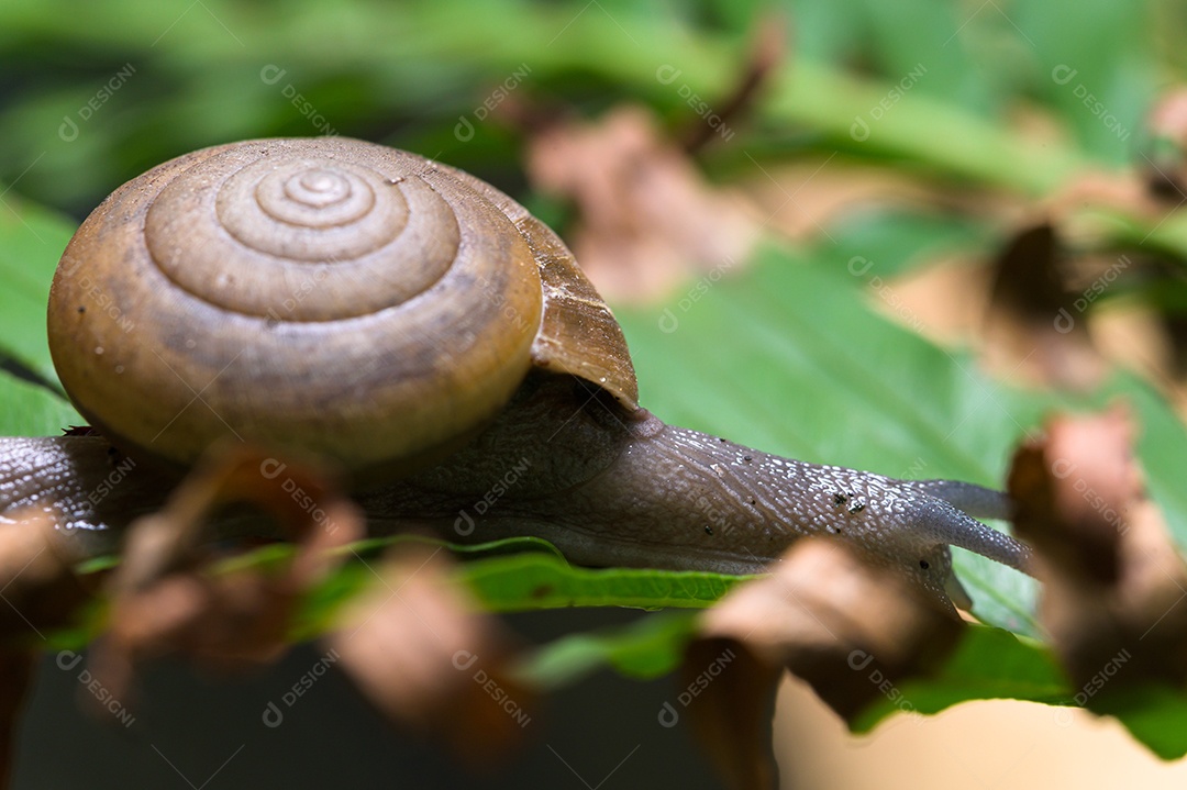 Macro de caracol em uma árvore na natureza