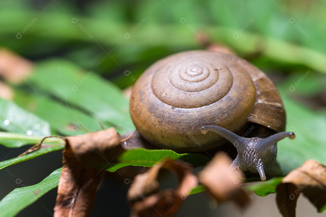 Macro de caracol em uma árvore na natureza