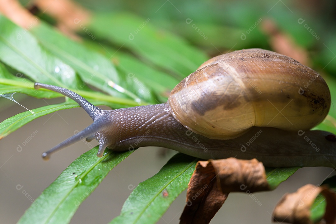 Macro de caracol em uma árvore na natureza