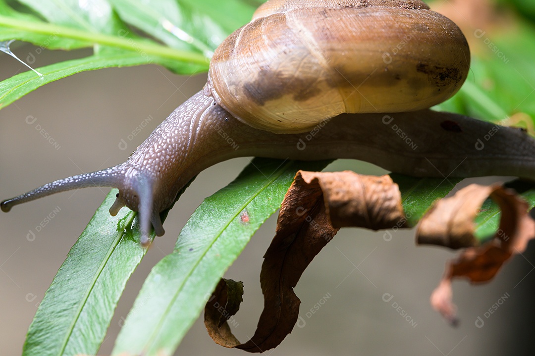 Macro de caracol em uma árvore na natureza