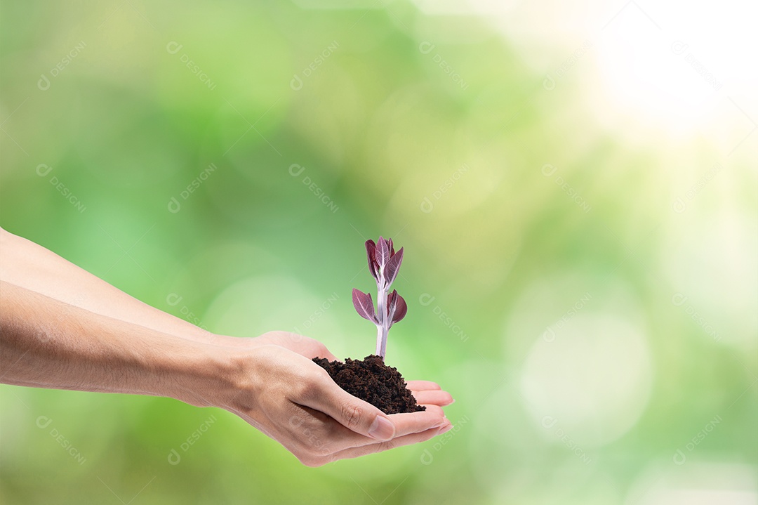 Conceito de natureza amorosa Cena de fundo bokeh de luz natural verde