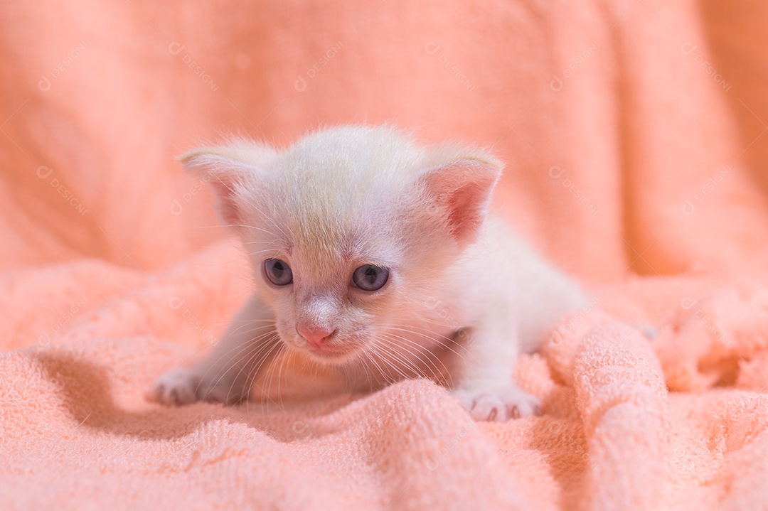 Um gatinho fofo em uma pilha de panos