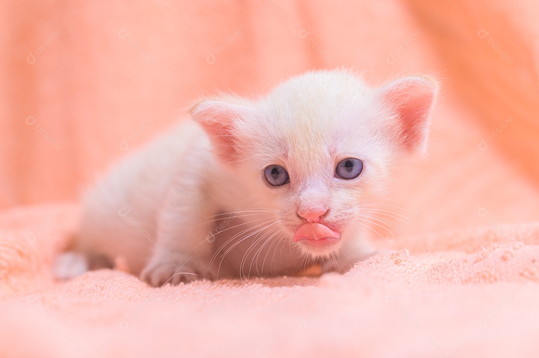 Um gatinho fofo em uma pilha de panos