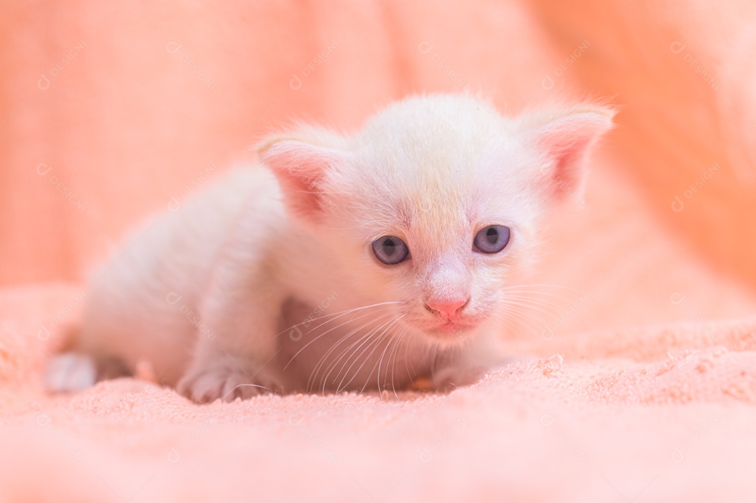 Um gatinho fofo em uma pilha de panos