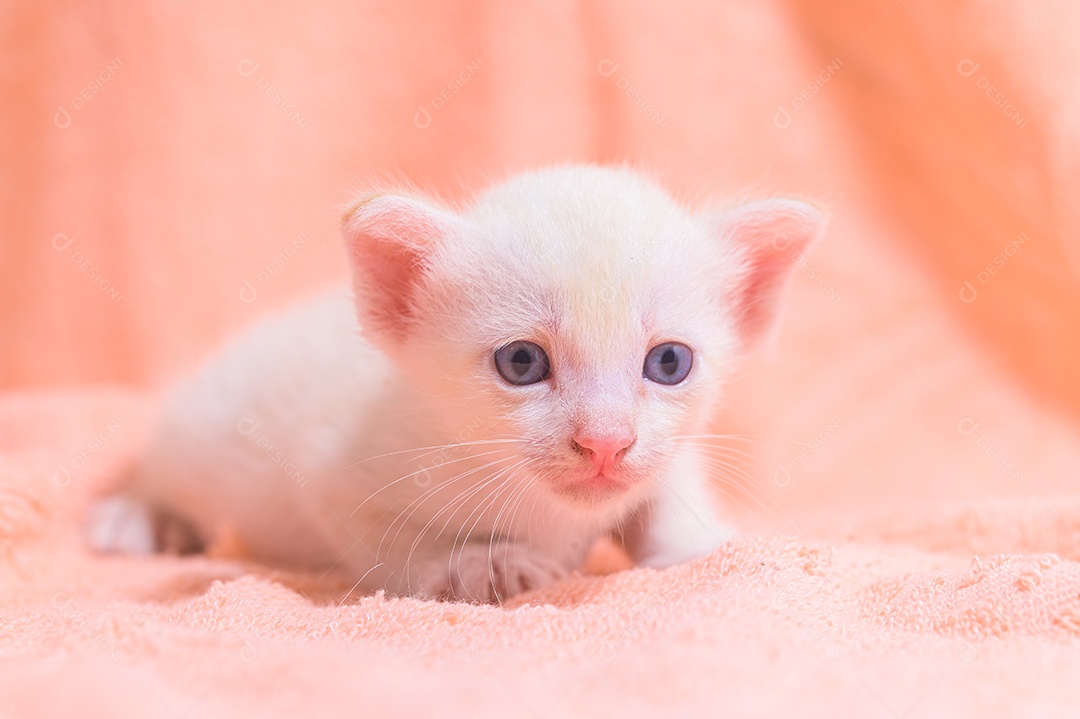 Um gatinho fofo em uma pilha de panos