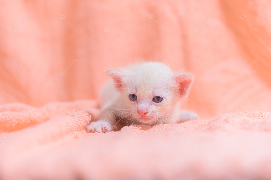 Um gatinho fofo em uma pilha de panos