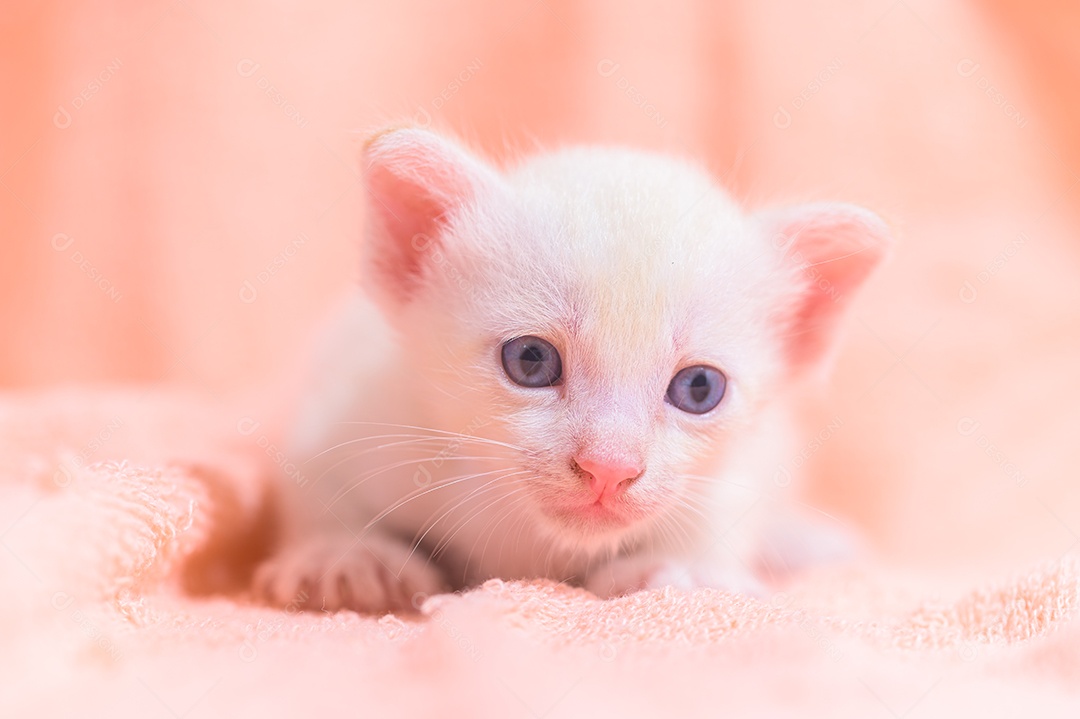 Um gatinho fofo em uma pilha de panos