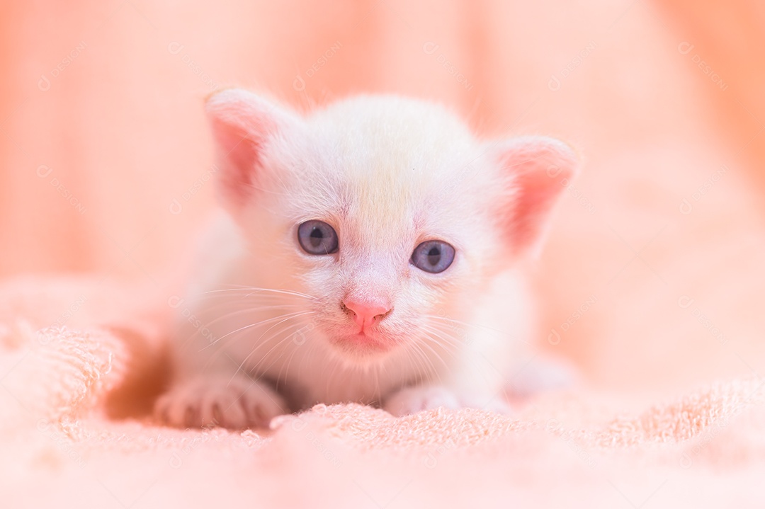 Um gatinho fofo em uma pilha de panos