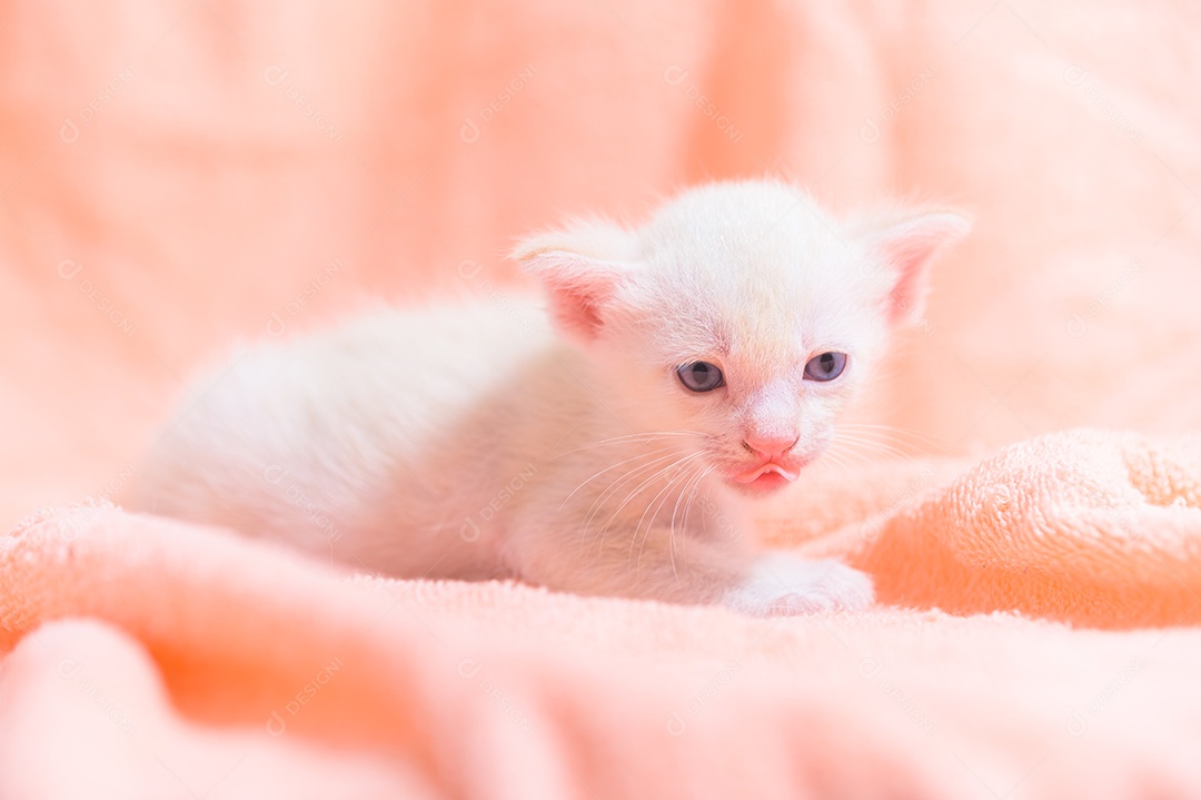 Um gatinho fofo em uma pilha de panos
