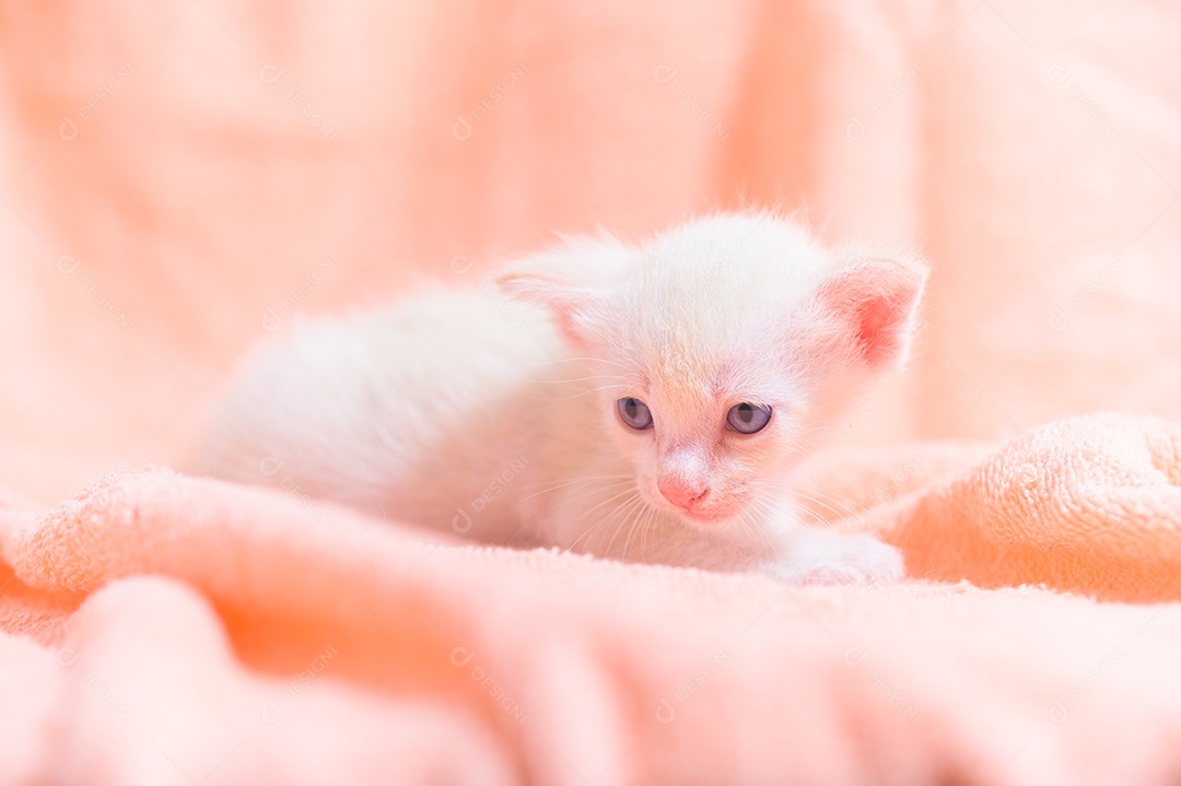 Um gatinho fofo em uma pilha de panos