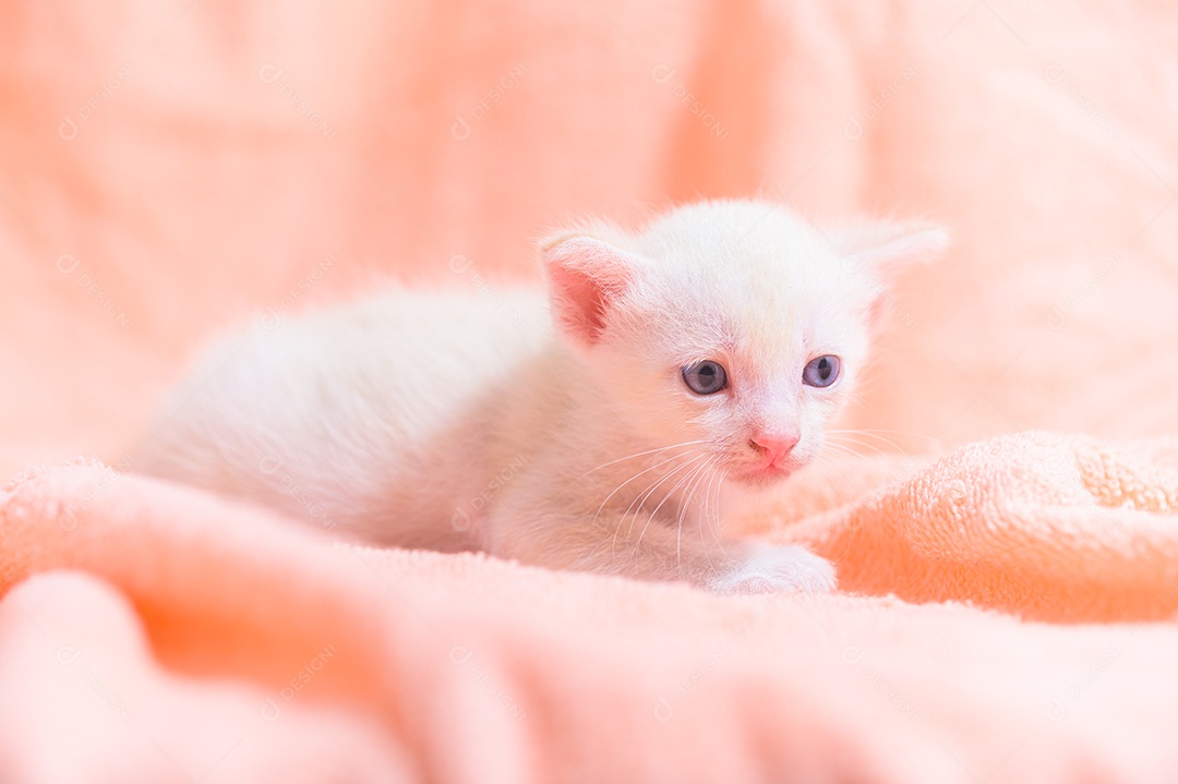 Um gatinho fofo em uma pilha de panos