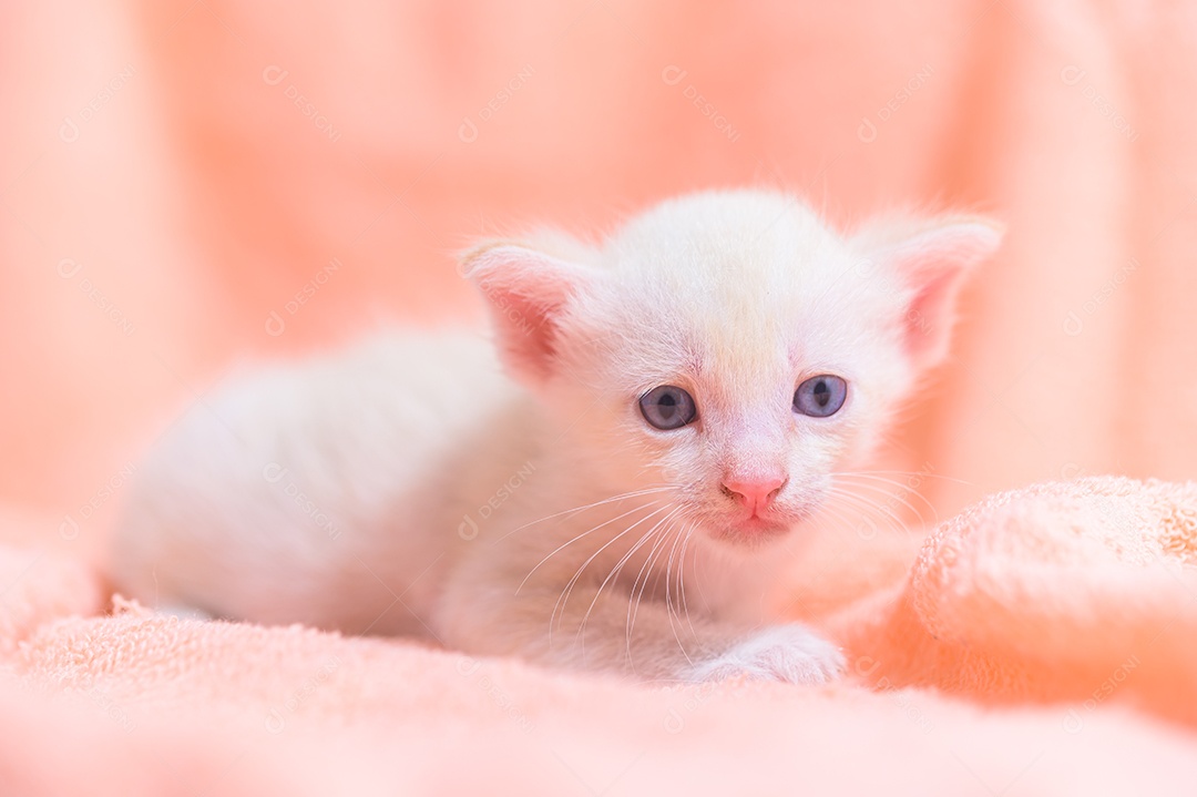 Um gatinho fofo em uma pilha de panos