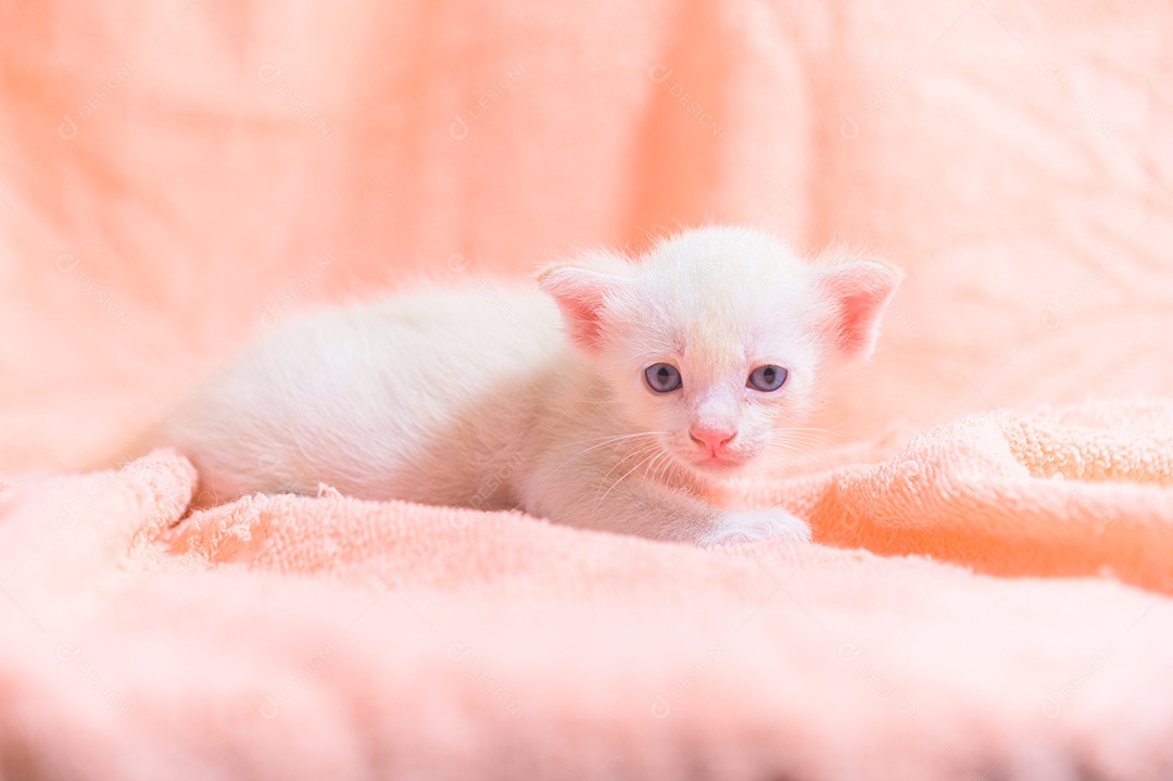 Um gatinho fofo em uma pilha de panos