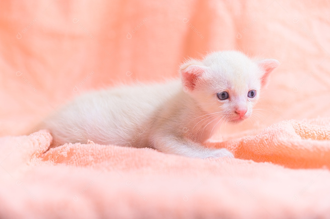 Um gatinho fofo em uma pilha de panos