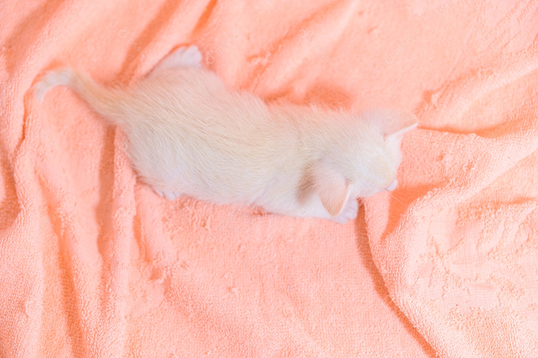 Um gatinho fofo em uma pilha de panos