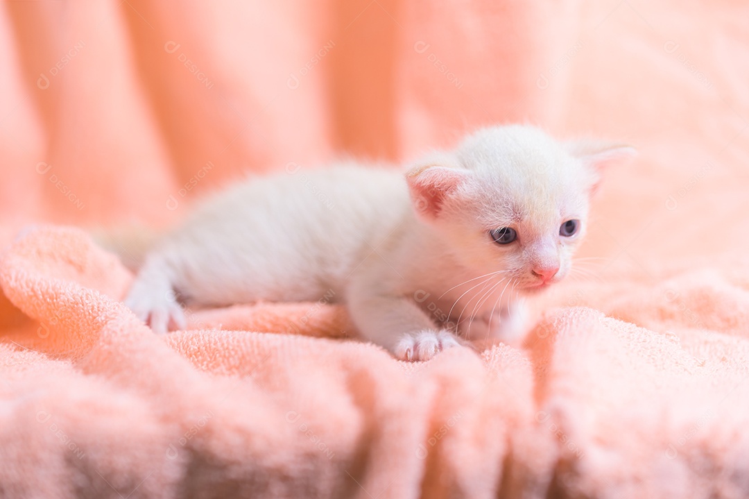 Um gatinho fofo em uma pilha de panos