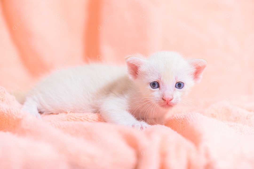 Um gatinho fofo em uma pilha de panos