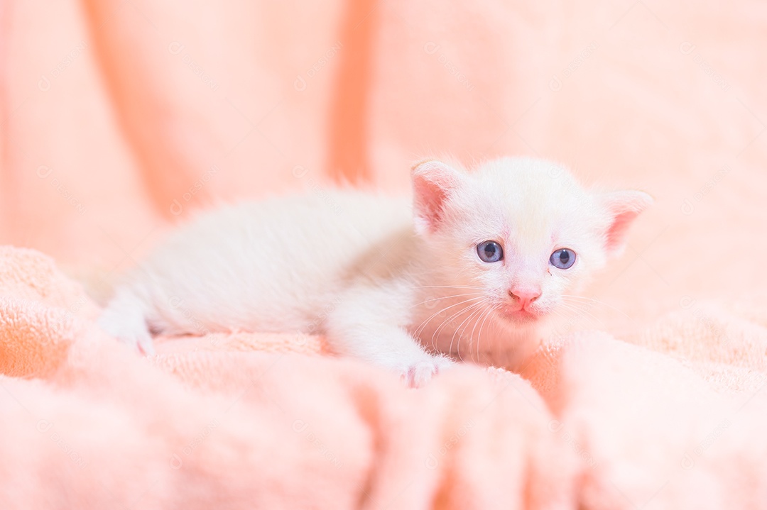 Um gatinho fofo em uma pilha de panos