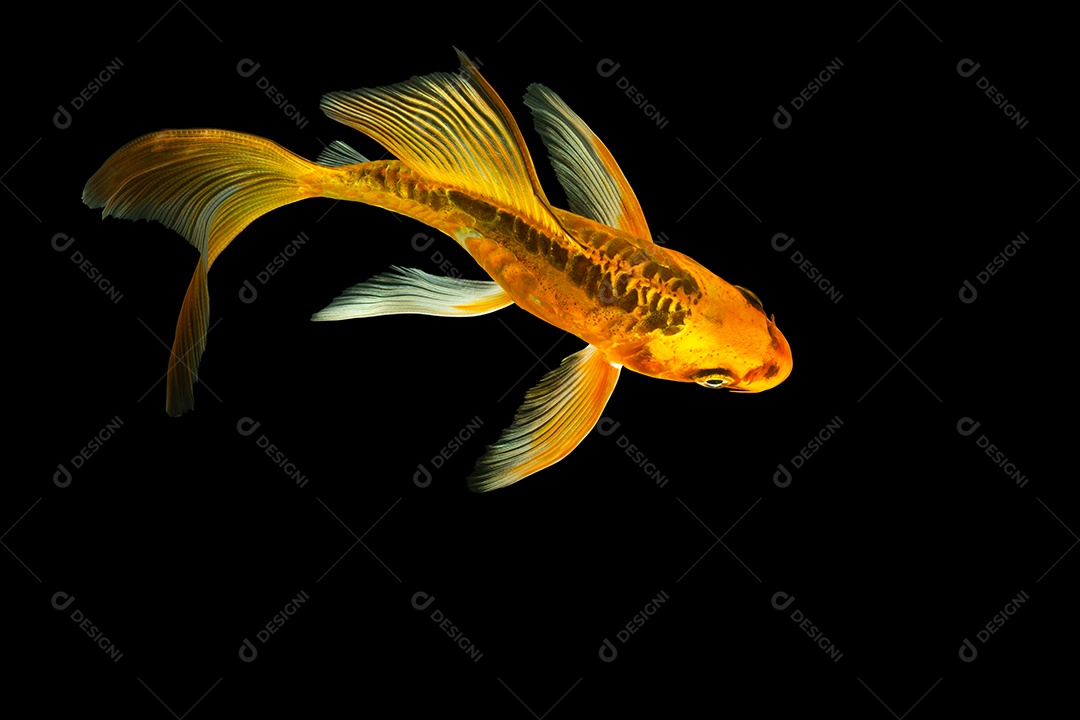 Cena de fundo preto peixe