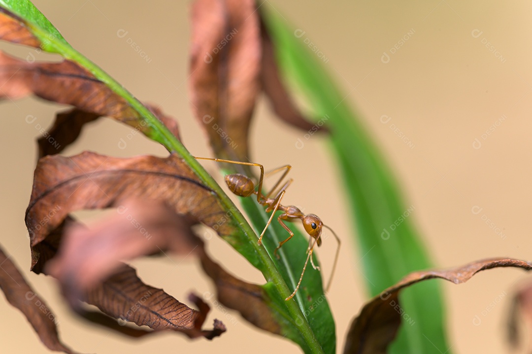 Formiga vermelha sobre plantas na natureza.