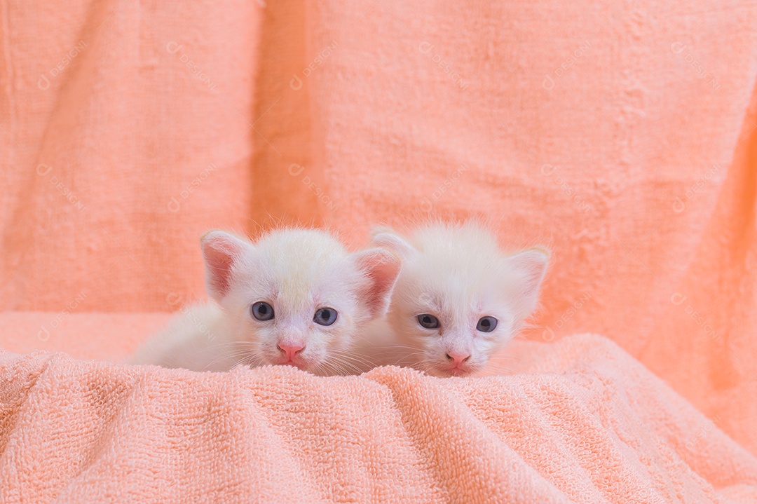 Um gatinho fofo em uma pilha de panos