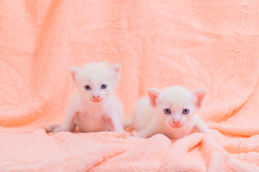 Um gatinho fofo em uma pilha de panos