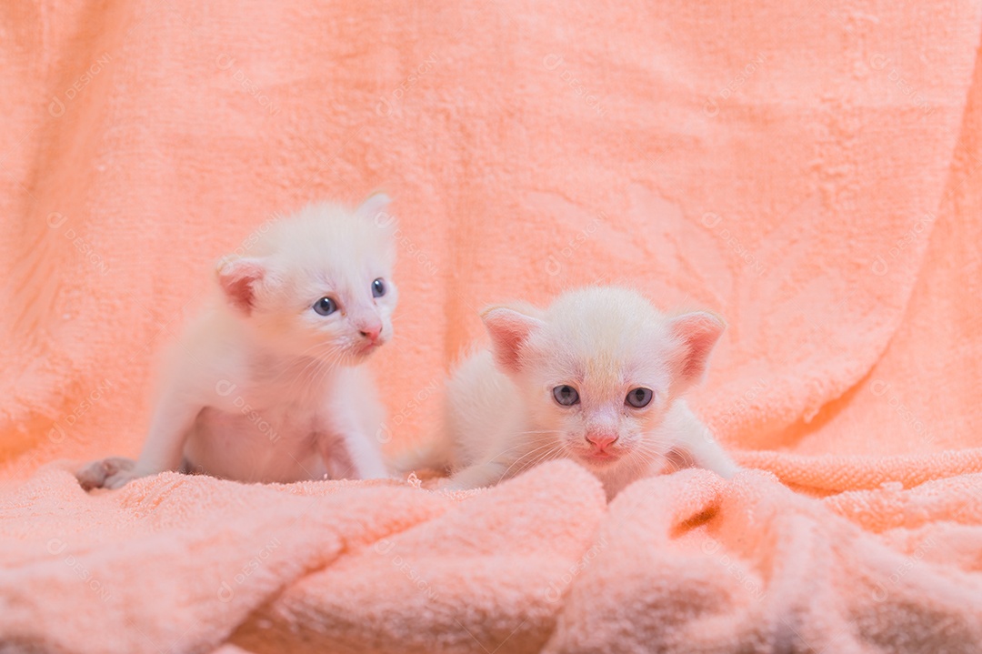Um gatinho fofo em uma pilha de panos