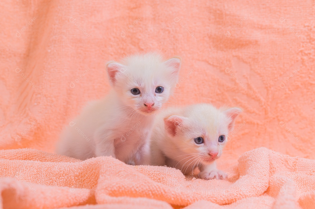 Um gatinho fofo em uma pilha de panos