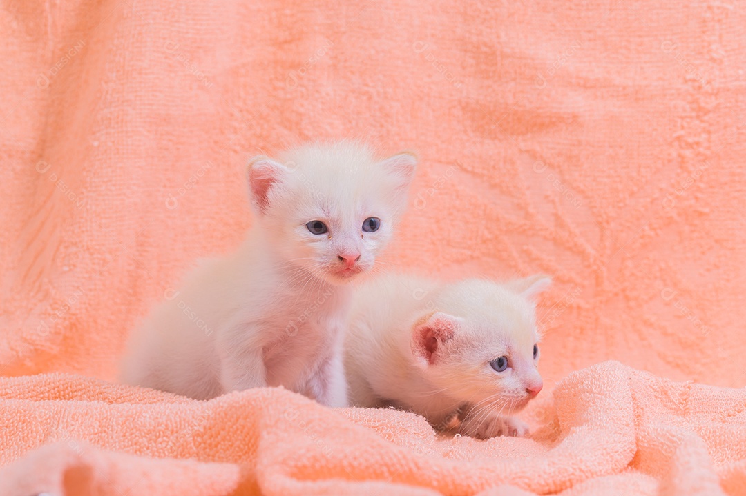 Um gatinho fofo em uma pilha de panos