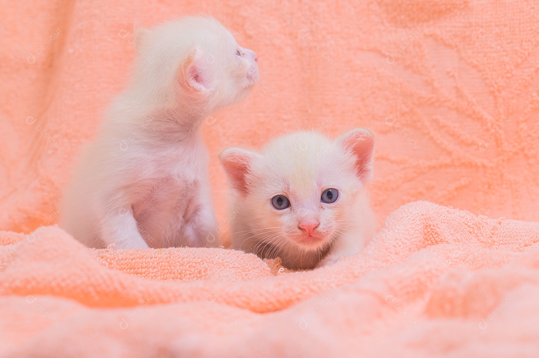 Um gatinho fofo em uma pilha de panos
