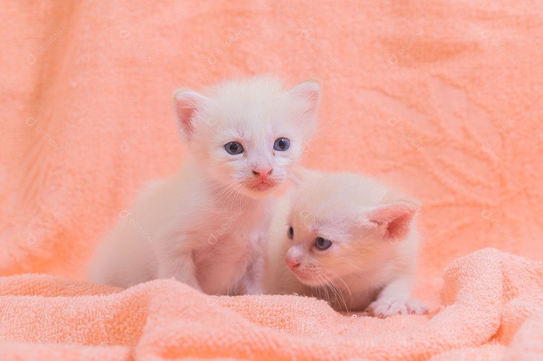 Um gatinho fofo em uma pilha de panos