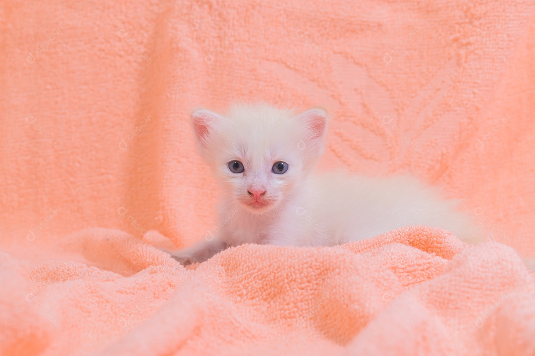 Um gatinho fofo em uma pilha de panos