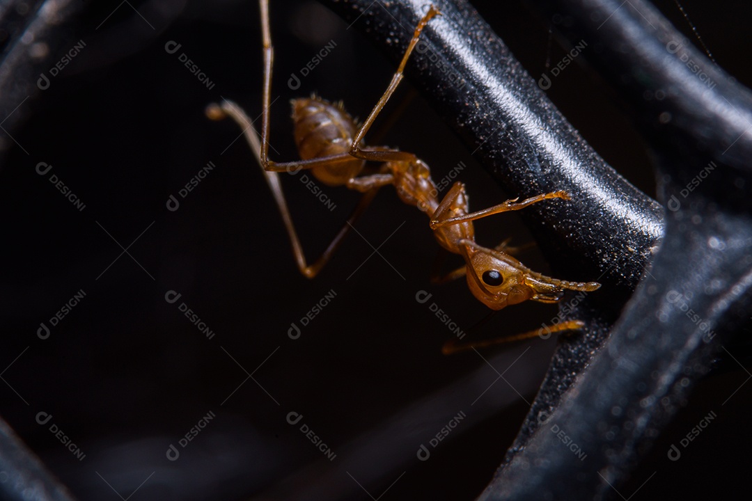 Formiga vermelha macro ou Oecophylla smaragdina, fundo preto natural