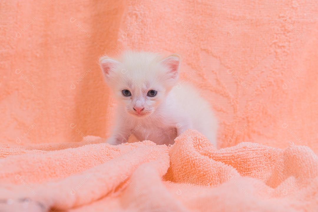 Um gatinho fofo em uma pilha de panos