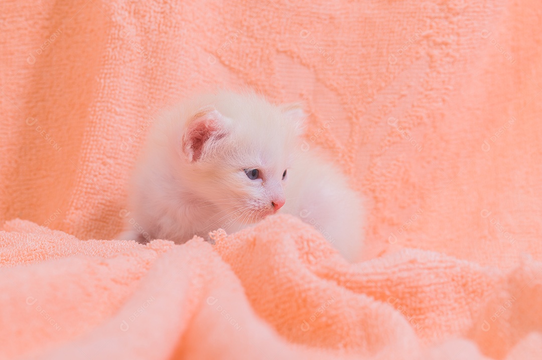 Um gatinho fofo em uma pilha de panos