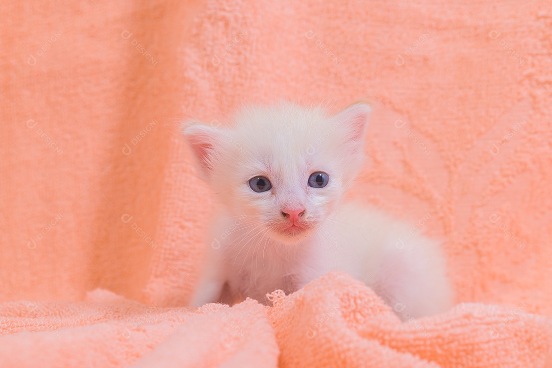 Um gatinho fofo em uma pilha de panos