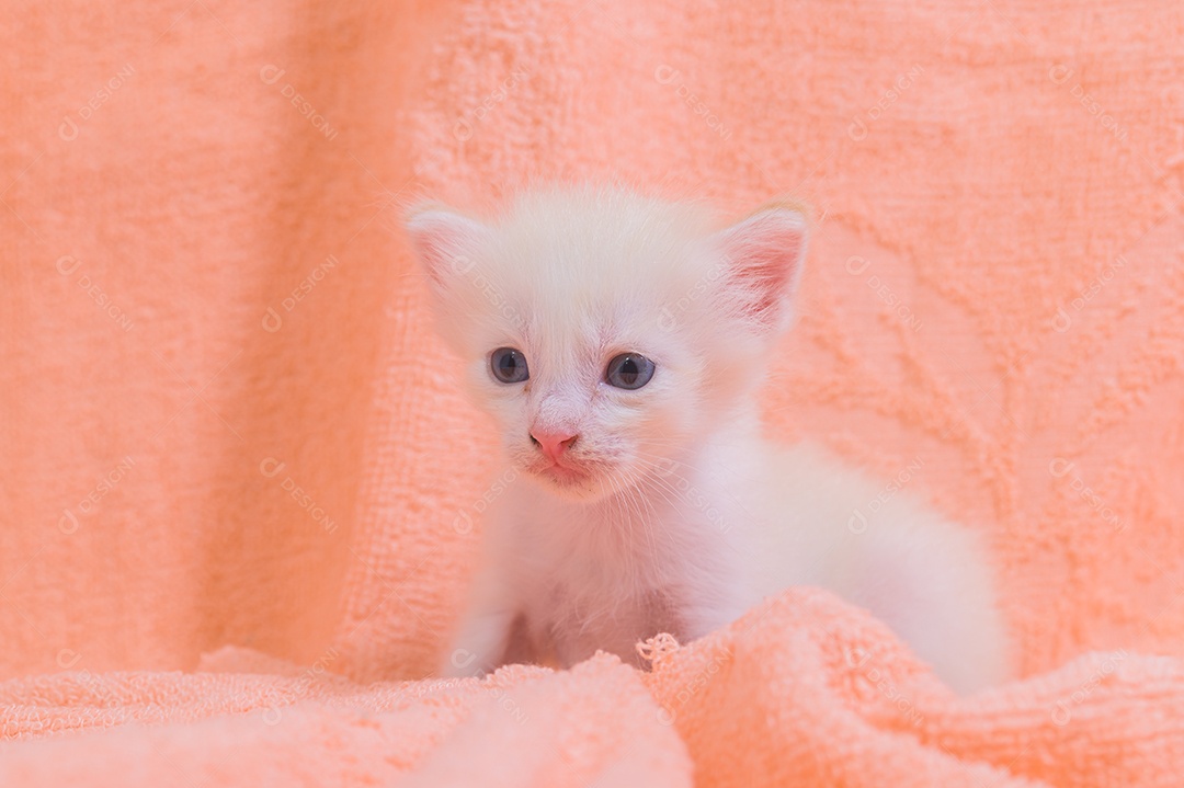 Um gatinho fofo em uma pilha de panos